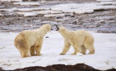 Полярні ведмеді, що мають спаринги — стокове фото
