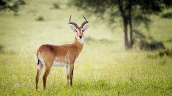 Antelope  standing on field — Stock Photo
