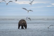 Urso castanho da península — Fotografia de Stock