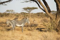 Зебра стоит на сухой траве — стоковое фото