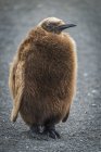 Дубовий хлопчик король пінгвін — стокове фото