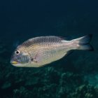 Schöne Kaiserfische schwimmen unter Wasser in der Nähe von Korallen, Wildtieren — Stockfoto