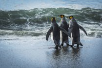 Tres pingüinos rey - foto de stock