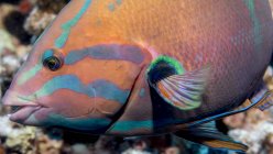 Bela Yellowtail Coris natação subaquática, vida selvagem — Fotografia de Stock