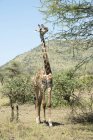 La jirafa se estira para comer hojas - foto de stock