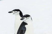 Kinnriemen-Pinguin bei Schneefall — Stockfoto