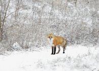 Male red fox — Stock Photo