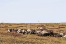 Karibus-Herde weidet — Stockfoto