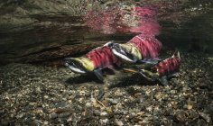 Competing sockeye salmon — Stock Photo