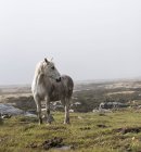 Cavalo branco selvagem — Fotografia de Stock