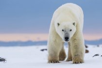 Oso polar caminando en la nieve - foto de stock
