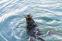 Seeotter schwimmt auf dem Rücken — Stockfoto