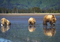 Alaska-Bären — Stockfoto