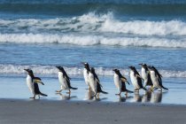 Pingüinos Gentoo caminando - foto de stock
