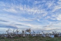 Line of caribou and moose antlers — Stock Photo