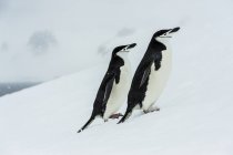 Pinguins Chinstrap em queda de neve — Fotografia de Stock