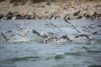 Uccelli che si nutrono di pesci esca — Foto stock