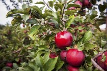 Manzanas rojas en el árbol - foto de stock
