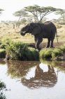 Elefant spiegelt sich im Wasser — Stockfoto