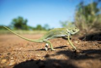 Chameleon standing on ground — Stock Photo