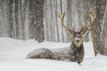 Wapiti disfrutando de tormenta de nieve - foto de stock