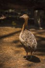 Red-winged tinamou — Stock Photo