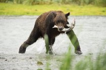 Brown bear fishing in Bay — Stock Photo