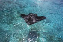 Manta Ray swimming — Stock Photo