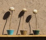 Getrocknete Blumen in einem Hof; yazd, iran — Stockfoto