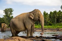 Elefante de Sri Lanka - foto de stock