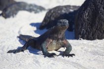 Marine iguana on white sand beach — Stock Photo