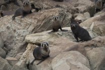 Quatro focas de pele — Fotografia de Stock