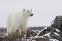 Полярний ведмідь стоячи в снігу — стокове фото