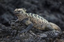 Marine iguana lying on rock — Stock Photo
