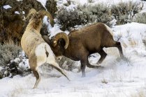 Grand Bighorn bélier butting — Photo de stock