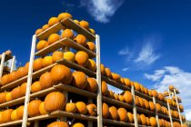 Racks full of stacked pumpkins — Stock Photo