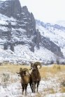 Dos carneros Bighorn - foto de stock