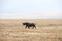 Чёрный носорог бежит — стоковое фото