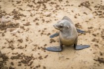 Капская тюлень — стоковое фото