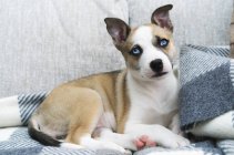 Perro con ojos azules - foto de stock