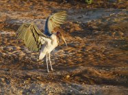 Marabou stork on banks — Stock Photo