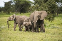 Родинний гурт слонів — Stock Photo