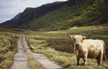 Горный ландшафт со скотом — стоковое фото