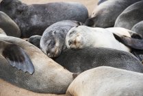 Gruppo di piccole foche da pelliccia — Foto stock