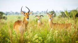 Антилопа стоит на поле — стоковое фото