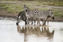 Zebre comuni che attraversano il torrente — Foto stock