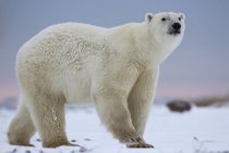 Білий ведмідь ходить на снігу — стокове фото