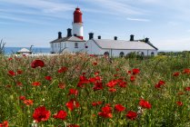Souter Lighthouse with field of red poppies — Stock Photo