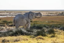 Old Namibian elephant — Stock Photo