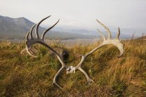 Caribou skull and antlers — Stock Photo